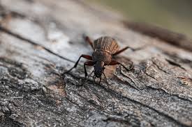 Attēlu rezultāti vaicājumam “Carabus cancellatus”