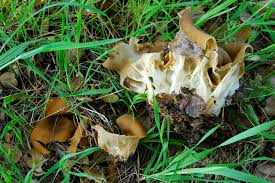 Attēlu rezultāti vaicājumam “Helvella”