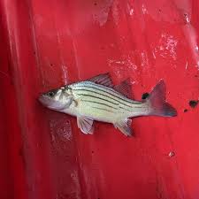 Image result for Morone chrysops