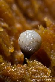 Attēlu rezultāti vaicājumam “Cribraria rufa macro”