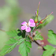 Attēlu rezultāti vaicājumam “Geranium robertianum flower”