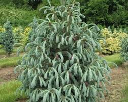 Attēlu rezultāti vaicājumam “Picea abies fo. virgata fruit”