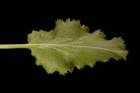 Attēlu rezultāti vaicājumam “Eryngium planum leaf”