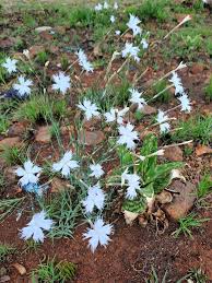 Attēlu rezultāti vaicājumam “Dianthus arenarius leaf”