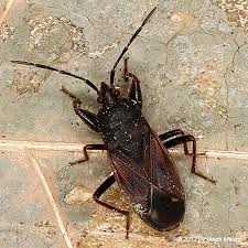 Attēlu rezultāti vaicājumam “Eremocoris plebejus”