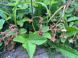 Attēlu rezultāti vaicājumam “Fragaria moschata”