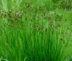 Attēlu rezultāti vaicājumam “Juncus bulbosus leaf”