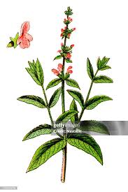 Attēlu rezultāti vaicājumam “Stachys palustris”