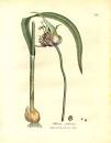 Alliaceae - Allium sativum.