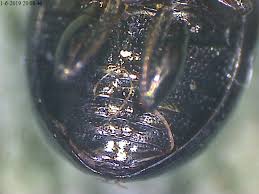 Attēlu rezultāti vaicājumam “Phaedon cochleariae”