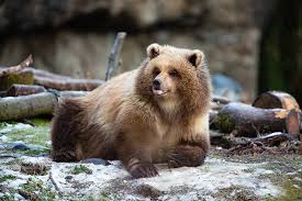 Image result for brown bear