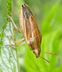 Attēlu rezultāti vaicājumam “Aelia acuminata”