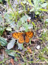 Attēlu rezultāti vaicājumam “Melitaea didyma”