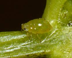 Attēlu rezultāti vaicājumam “Rhinanthus serotinus leaf”