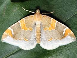 Attēlu rezultāti vaicājumam “Eulithis pyropata”