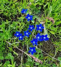 Attēlu rezultāti vaicājumam “Thesium alpinum flower”