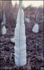 Attēlu rezultāti vaicājumam “Frost Flowers”