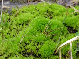 Attēlu rezultāti vaicājumam “Bryum pallens”