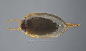 Attēlu rezultāti vaicājumam “Dytiscidae”