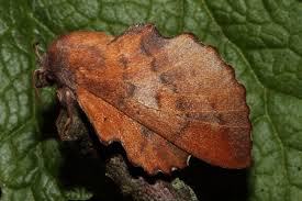 Attēlu rezultāti vaicājumam “Lasiocampidae”