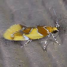 Attēlu rezultāti vaicājumam “Epicallima formosella”