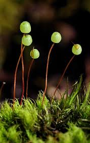 Attēlu rezultāti vaicājumam “Bartramia pomiformis”