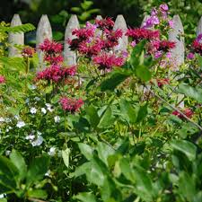 Image result for Monarda didyma