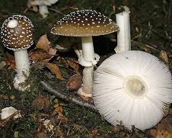 Attēlu rezultāti vaicājumam “Amanita pantherina”