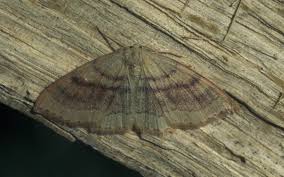 Attēlu rezultāti vaicājumam “Cyclophora punctaria”