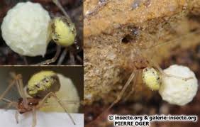 Attēlu rezultāti vaicājumam “Neottiura bimaculata”