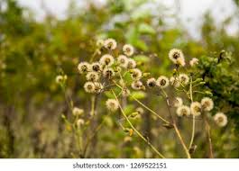 Attēlu rezultāti vaicājumam “Hieracium vulgatum”