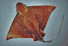 Image result for Rhinoptera brasiliensis