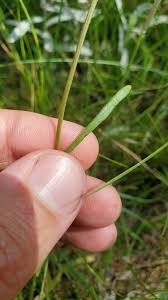 Attēlu rezultāti vaicājumam “Hieracium umbellatum bud”