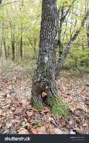 Attēlu rezultāti vaicājumam “Antrodia albida”