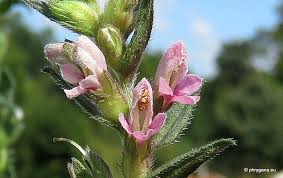 Attēlu rezultāti vaicājumam “Odontites vulgaris”