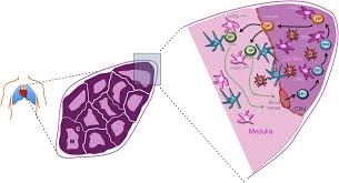 Image result for Thymus