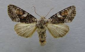 Attēlu rezultāti vaicājumam “Lacanobia contigua larva”