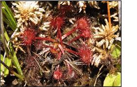 Attēlu rezultāti vaicājumam “Drosera rotundifolia leaf”