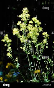 Attēlu rezultāti vaicājumam “Thalictrum aquilegifolium leaf”