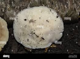 Attēlu rezultāti vaicājumam “Postia tephroleucus”