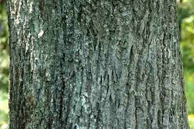 Attēlu rezultāti vaicājumam “Physconia enteroxantha”