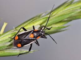 Attēlu rezultāti vaicājumam “Capsodes gothicus”