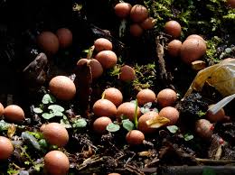 Attēlu rezultāti vaicājumam “Lycogala cf. oleocrystalliferum macro”