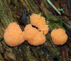 Attēlu rezultāti vaicājumam “Hypoxylon fragiforme / howeianum”