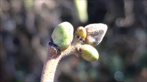 Attēlu rezultāti vaicājumam “Corylus avellana bud”