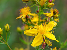 Image result for Johanniskraut