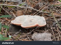 Attēlu rezultāti vaicājumam “Hydnellum ferrugineum”