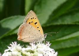 Attēlu rezultāti vaicājumam “Lycaena phlaeas underside”
