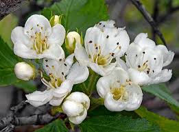 Attēlu rezultāti vaicājumam “Crataegus x macrocarpa”