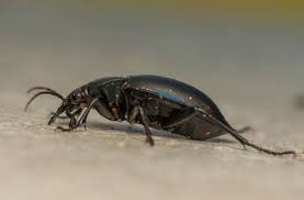 Attēlu rezultāti vaicājumam “Carabus glabratus”